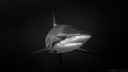 Caribbean Reef Baby: This shot was taken in Exuma, Bahama... by Michelle Blais 